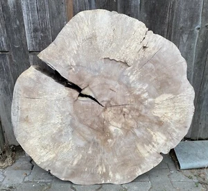 XXL Baumscheibe Buche 90x94x15cm Tisch Naturkunst Deko Epoxy Basteln Hochzeit - Bild 1 von 6