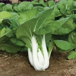 Pak Choi (Bok Choy﻿) - Tall White Stem - Non-GMO, Annual - Mai's Fmaily - Picture 1 of 3