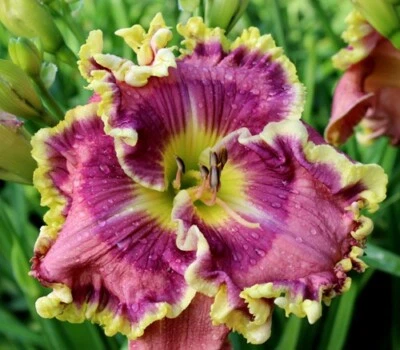 Daylily 3 Variedades Going Big Time, Junzi, Encontro Romeno - Imagem 1 de 3