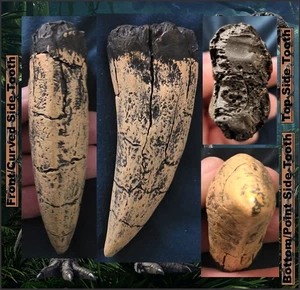 REPLICA TYRANNOSAURUS REX TOOTH FOSSIL T-REX DINOSAUR JURASSIC - Picture 1 of 10