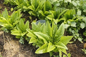 Pflück-Salat „Strela Green“ alte seltene Sorte Mittelalter - ökologischer Anbau - Bild 1 von 5