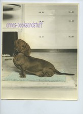 Snapshot from Album * hand colored photo Dachshund sitting on small rug 8 x 10 "