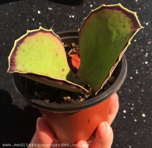 Kalanchoe Synsepala Walking Kalanchoe rare kalanchoe plant well rooted - Imagen 1 de 2