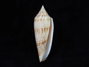 Meeresmuschel Conus Ranonganus 83,9 mm ID#7583 - Bild 1 von 4