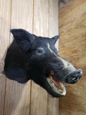 Xxl Taxidermy Head Mount Feral Razorback Hog Skull Cabin Decor Bush Pig Head Fur