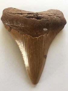 3-3/9” Megalodon Shark Tooth fossil - Picture 1 of 5