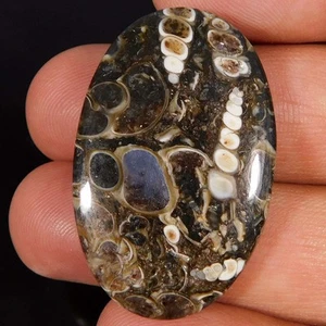 Cabujón ovalado fósil de turritella precioso natural 42,35 quilates Piedras preciosas sueltas - Imagen 1 de 3