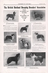 SHETLAND SHEEPDOG ASSOCIATION IMAGES FROM VARIOUS KENNELS 1927 DOG PAGE b219 - Foto 1 di 1