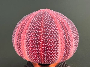 De colección MCM Mid Century Naturaleza Real Erizo de Mar Shell Sombra SOLO 4 3/4""Dx3 5/8""H - Imagen 1 de 9