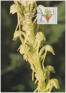 Germany Maxi 1984, Orchids, Anthropophora - Man Orchid, mint - Picture 1 of 1