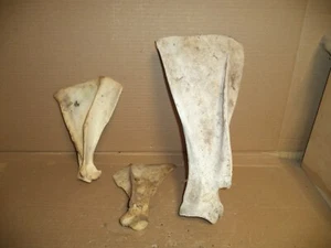 Lot Of 3  Cow/Horse Shoulder Blade  Real   Taxidermy/Crafts/Art/Oddities - Picture 1 of 4
