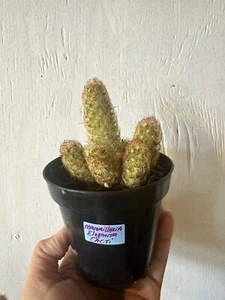 Own Root | Mammillaria elongata | Gold Lace | Live Cactus Plant - Picture 1 of 1