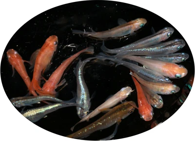 Medaka Eier Reisfische - Verschiedene Strains Farben Oryzias latipes - Bild 1 von 4