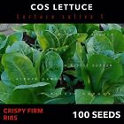 Green Cos Lettuce, Romain Lettuce, Vegetable Seeds, Lactuca Sativa X 100+ Seeds