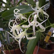 Orchid Plant Cyrtorchis challuana 'Valley Isle' Bloom size