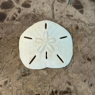 Vintage Natural Sand Dollar Sea Shells 2.5 Inch - Image 1 of 4