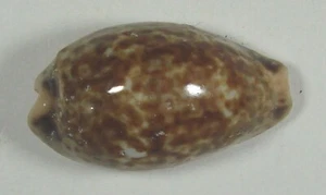 CYPRAEA ANNETTAE 29,94 mm ELECCIÓN ESPÉCIMEN RARO Bahía de Los Ángeles, Baja, México - Imagen 1 de 4