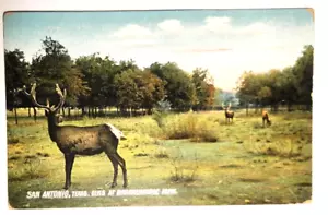 San Antonio Texas Elks at Brackenridge Park Postcard - Picture 1 of 2