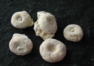 Bangor Limestone Mississippian crinoid fossil Phanocrinus Alabama 1 per bid med - Picture 1 of 4