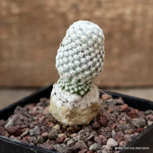 A5278 MAMMILLARIA HERRERAE V. ALBIFLORA olla 7-H5-W3 cm MaMa Cactus - Imagen 1 de 5