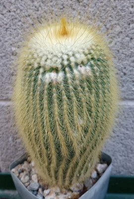 Notocactus leninghausii caña de oro columnar cactus grande 61 Foto 1 de 2