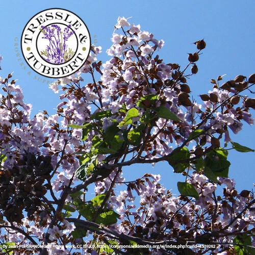 Foxglove Tree Rare  30 seeds  UK SELLER - Image 1 of 1