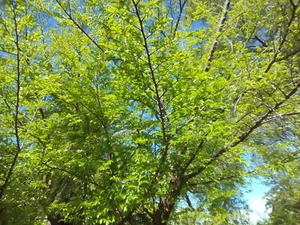 Chinese/Lacebark Elm Tree (Ulmus parvifolia) 60 Seeds (May 2025 Harvest!) - Picture 1 of 3