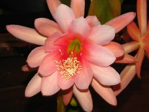 Epiphyllum "BAYOU BELL" cactus cutting - Picture 1 of 5