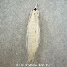 #16716 P+ | Pied Peacock Taxidermy Bird Mount For Sale