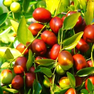 Jujube Tree Seeds (Chinese Red Date) | 紅棗 Ziziphus Jujuba Ber Hong Zao Seed 2025 - Picture 1 of 12