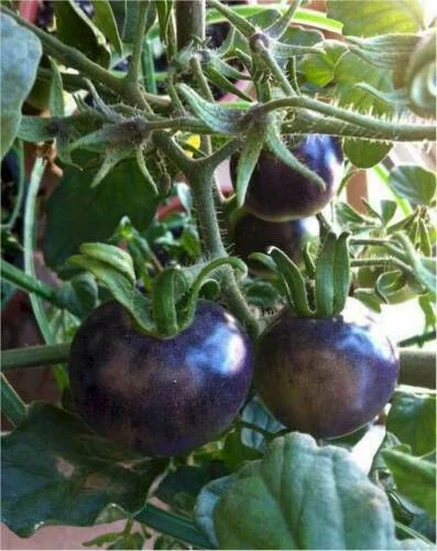 TOMATE CEREZA AZUL, 25 semillas + GRATIS - Imagen 1 de 1