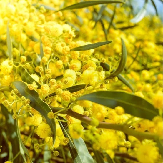 20 graines  de Mimosa Palme d'or - Photo 1/1