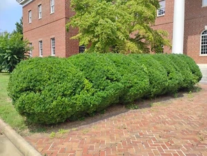 28 American boxwoods  - Picture 1 of 7
