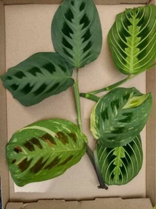 Maranta leuconeura, variegated, lemon lime, 3 x unrooted cuttings Prayer Plant - Picture 1 of 1