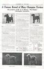1925 BEDLINGTON SCOTTIE & BORDER TERRIER DOG BREED KENNEL ADVERT PRINT PAGE b214
