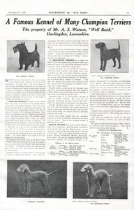 BEDLINGTON SCOTTIE & BORDER TERRIER 1925 DOG BREED KENNEL ADVERT PRINT PAGE b214 - Foto 1 di 1