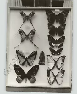Butterfly Specimen Display INSECT EXCHANGE Frankfort Press Photo - PHOTO ONLY - Picture 1 of 2