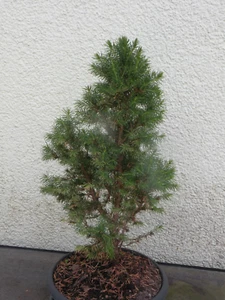 Bonsai Outdoor Zuckerhut Fichte picea glauca H 35 cm Rohling Yamadori - Bild 1 von 2