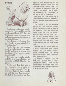 Standard Poodle - CUSTOM MATTED - Vintage Dog Art Print - 1954 M. Dennis - Picture 1 of 3