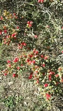 Opuntia Leptocaulis - 7 Christmas Cholla Cactus Cuttings / Segments - 6+ Inches