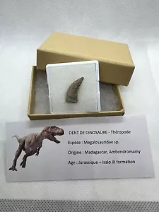 Very Rara Megalosauridae Tooth Dinosauro Dente Fossile Fossil - Bild 1 von 10