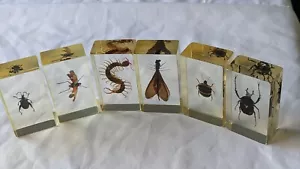 National Geographic Real Life Bugs In Resin x 6 insects #8 - Foto 1 di 12