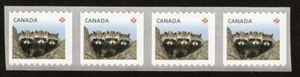 LARGE COIL = BABY RACCOONS = Strip of 4 Canada 2012 #2505 MNH - Picture 1 of 1