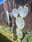 Opuntia ficus-indica ' Burbank Spineless', 1 cutting 6-9" in length
