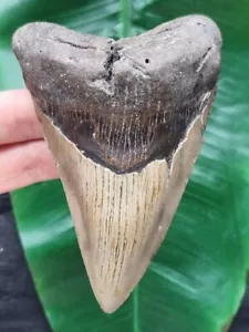 Dente massiccio del Megalodonte 11,7 cm - Dente di Squalo Fossile - Foto 1 di 6