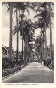 Barbados - Avenue of Palms, Belleville - Publ. Bruce Weatherhead - Picture 1 of 2