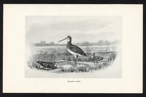 Wilsons Snipe, ilustración de pájaro de juego americano, impresión de caza de 1898 - Imagen 1 de 3