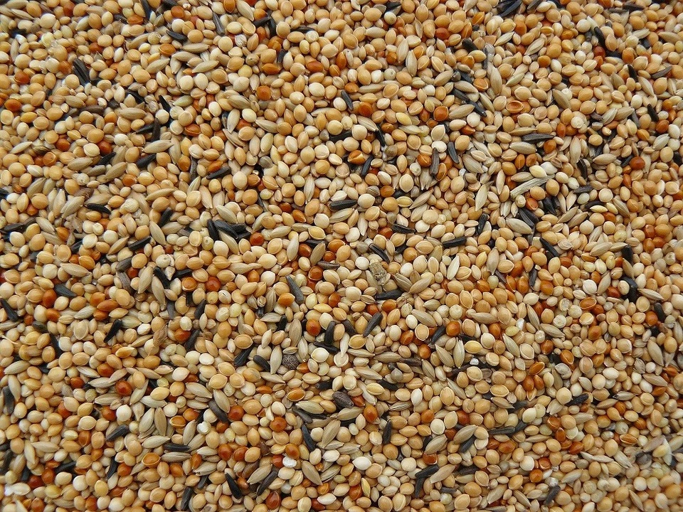 Exotenfutter FEIN 5 kg Vogelfutter Zebrafinken Prachtfinken Premiumfutter Hirse - Bild 1 von 1