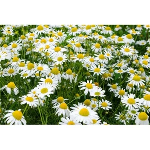 Chamomile (Roman) 1400+ Seeds (Anthemus) Instructions Included xx - Picture 1 of 6