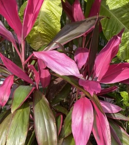 Hawaiian Ti Plant, 8 Cuttings 5-7 Inches, No Soil, No Roots - Picture 1 of 4